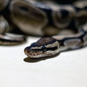 premium photo | two-headed python royal python or ball... Ball/Royal Python - Flamingo Land Resort