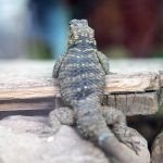 blue spiny lizard 1