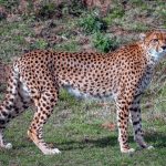 cheetah 1