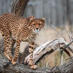 cheetah 3