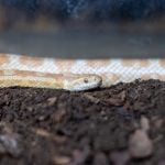 corn-snake