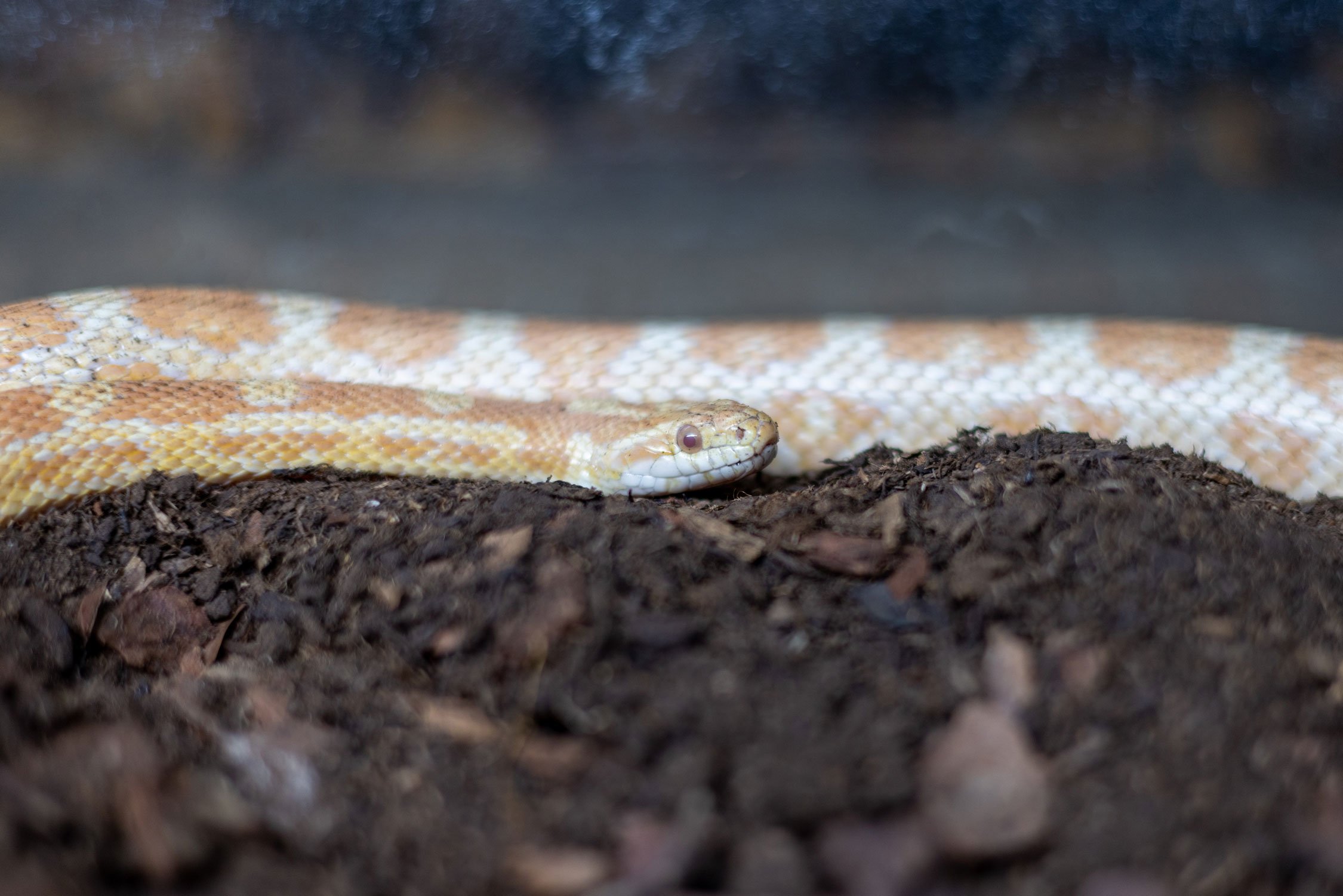 Corn Snake Flamingo Land Resort