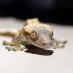 crested geckos 1