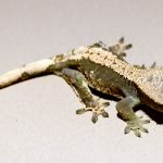 crested geckos 2