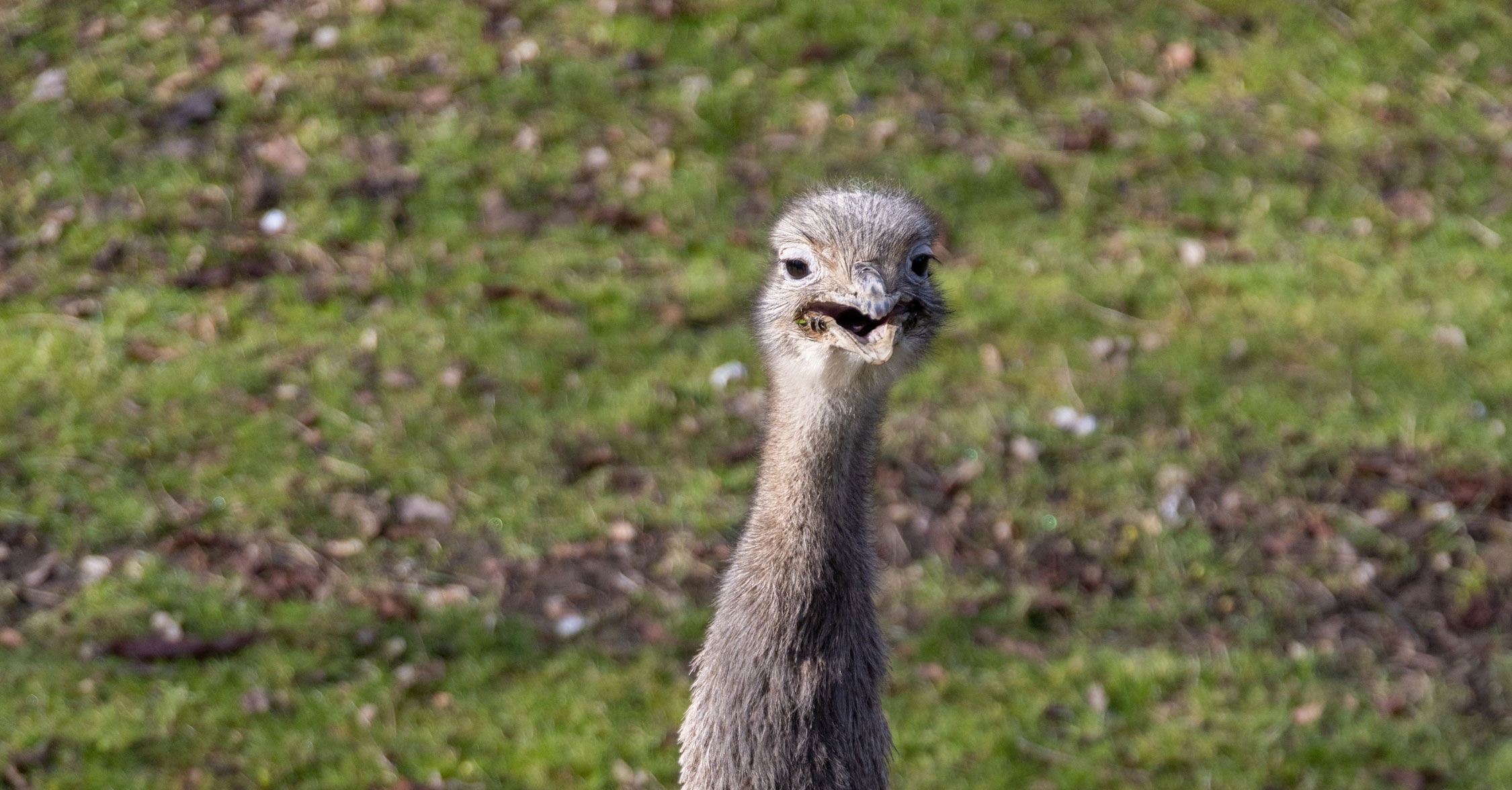 Darwins Rhea - Flamingo Land Resort