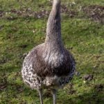 darwins rhea2