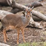 dik dik