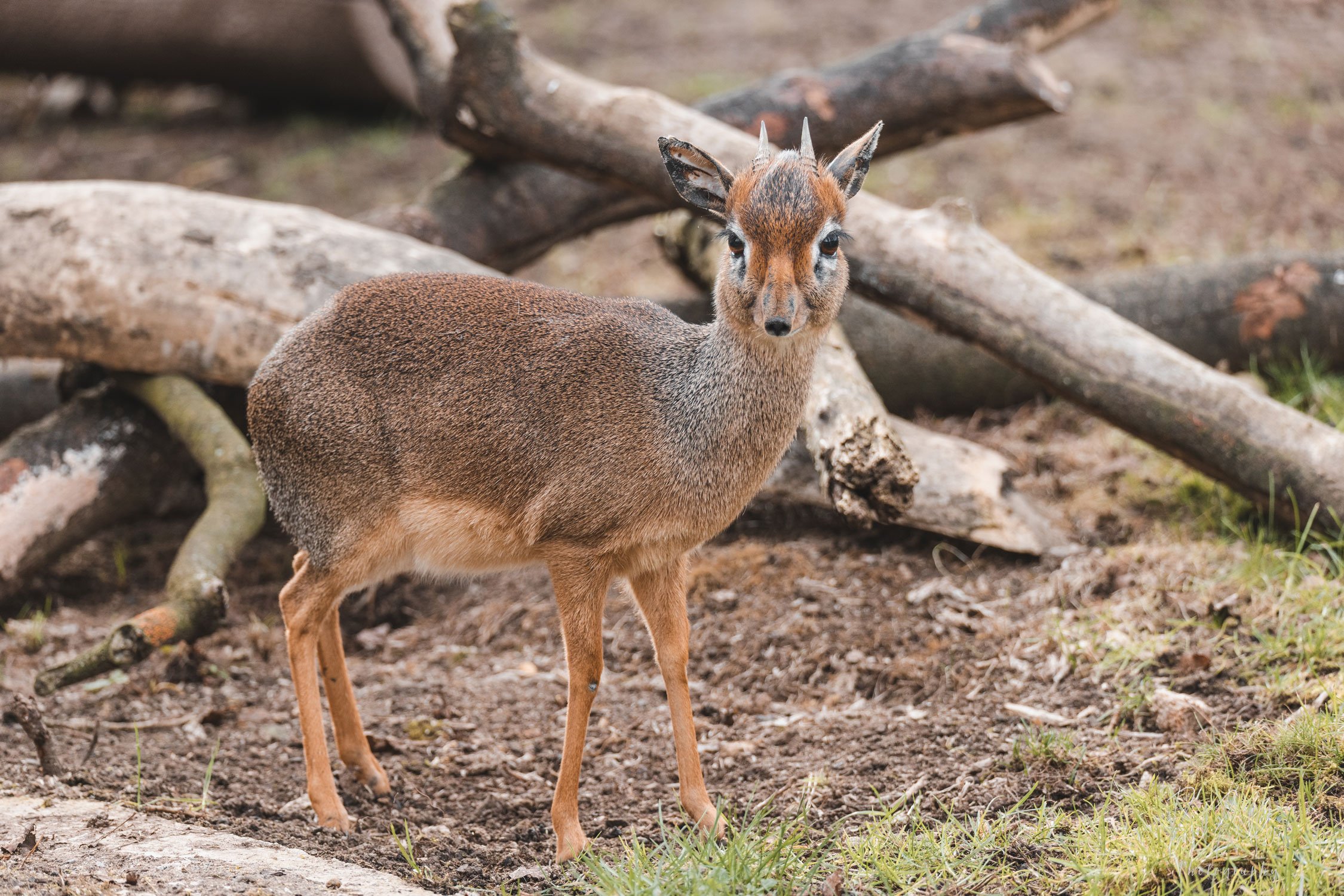 Nemis tiliga tarjima qilingan retro porno Yogli porno filmlar