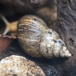 giant african land snails