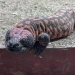 gila monster 1