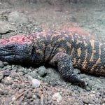 gila monster 2