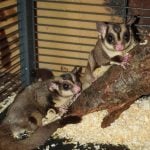 sugar-gliders