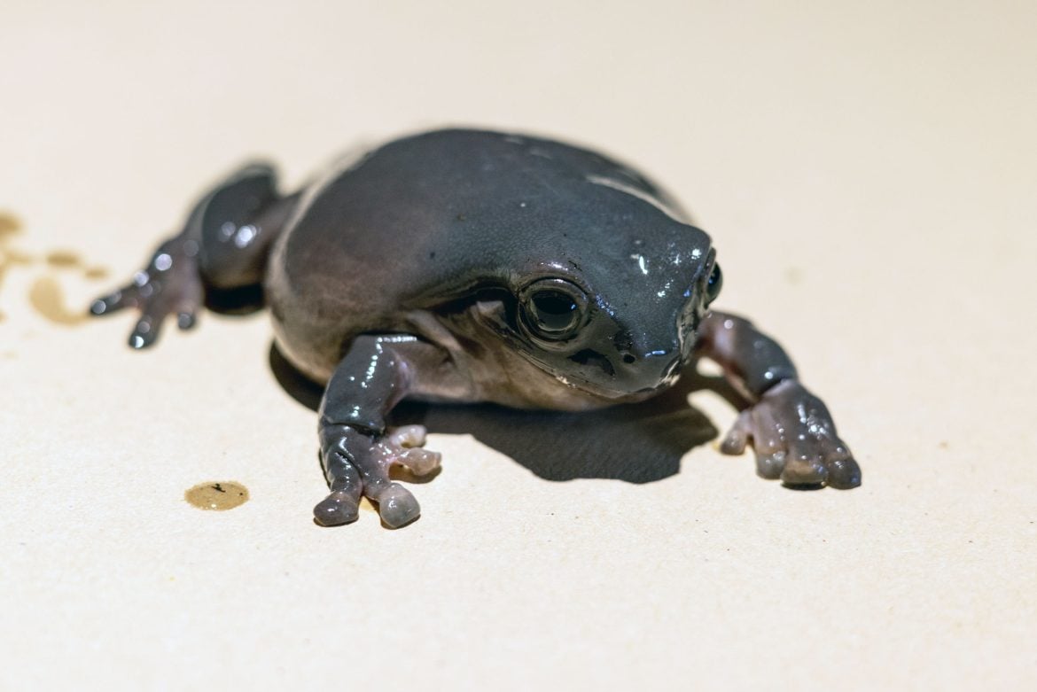 White Tree Frog - Flamingo Land Resort