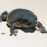 white tree frogs