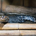 dwarf caiman 1