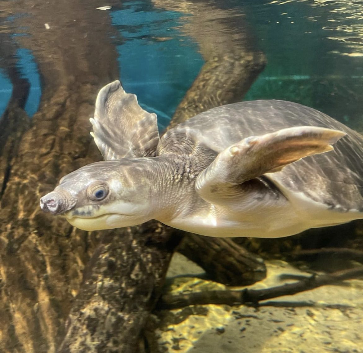 Fly River Turtle Flamingo Land Resort