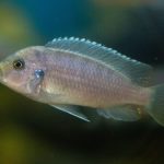 milawi cichlid
