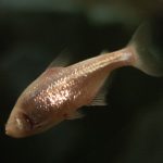 Blind Cave Fish