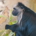 King Colobus Monkeys at Flamingo Land Resort