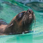 Cape Fur Seals at Flamingo Land Resort