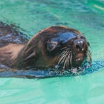 Cape Fur Seals at Flamingo Land Resort