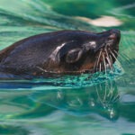 Cape Fur Seals at Flamingo Land Resort