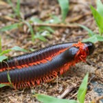 tanzanian red legged millipede