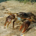 white clawed crayfish hatchery flamingo land