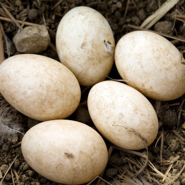 eggs
