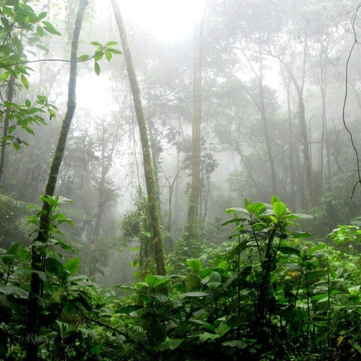 habitat