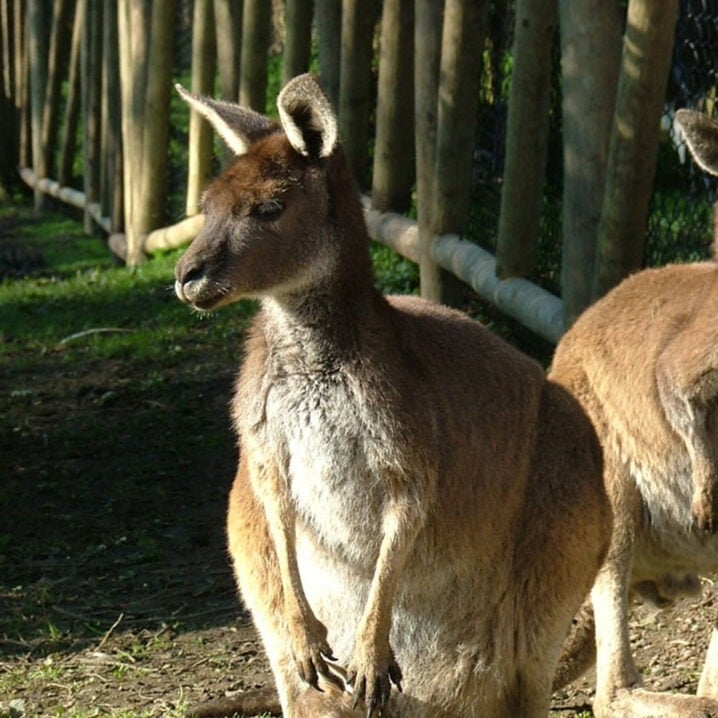 kangaroo