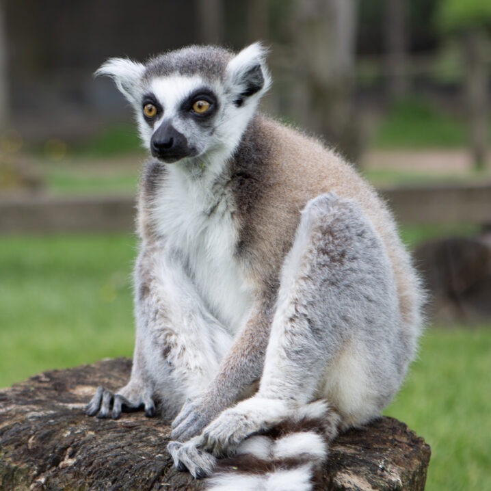 lemur