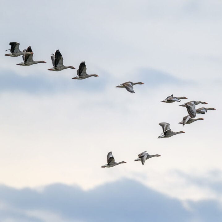 migratory bird