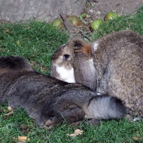 rabbit