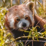 Keeper Talks at Flamingo Land red panda