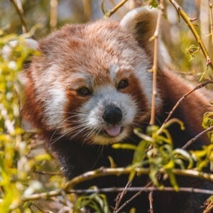 Keeper Talks at Flamingo Land red panda