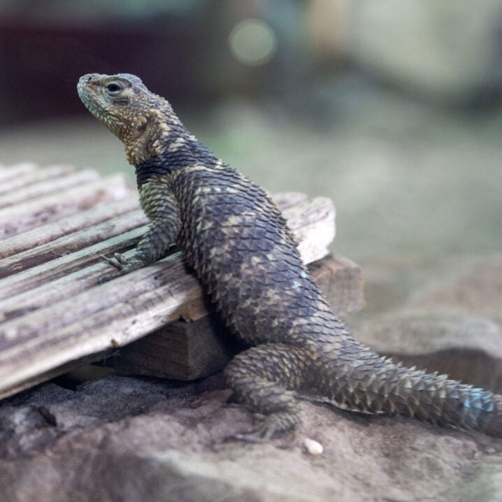 reptiles