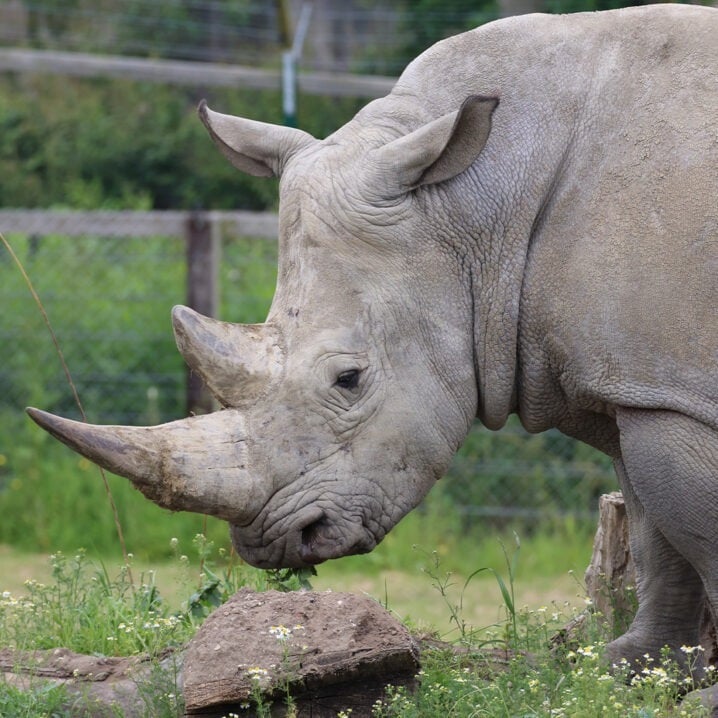 white rhino