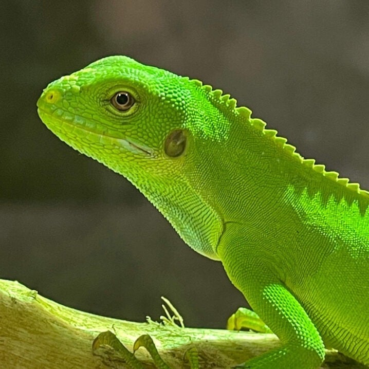 world iguana awareness day