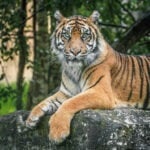 Flamingo Lands Award Winning Zoo