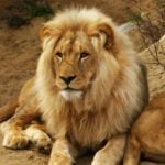 african lion flamingo land african lion flamingo land
