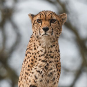 Cheetah Flamingo Land Cheetah Flamingo Land