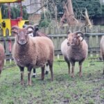 CMM Sheep CMM Sheep