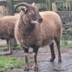 CMM Sheep CMM Sheep