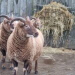 CMM Sheep CMM Sheep
